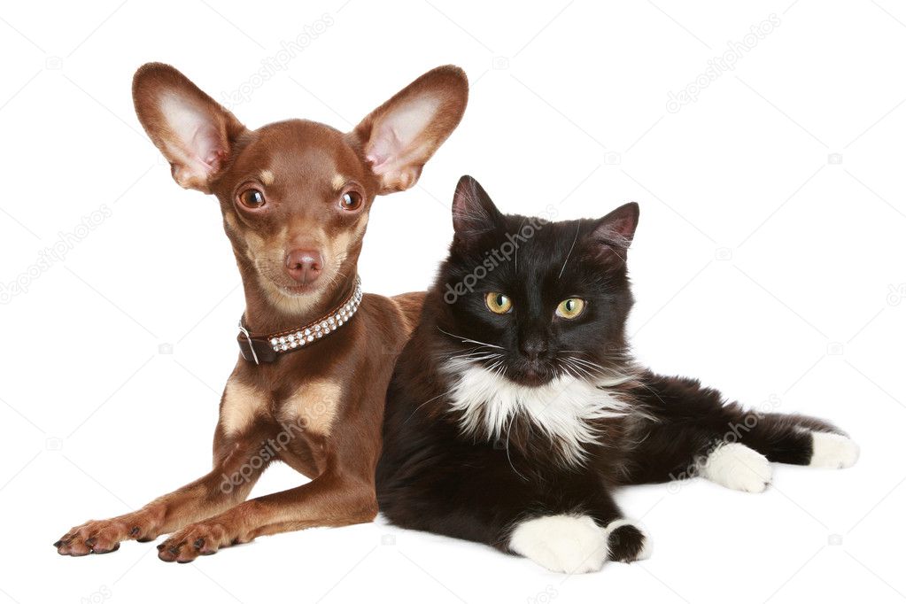 Portrait of a cat and dog