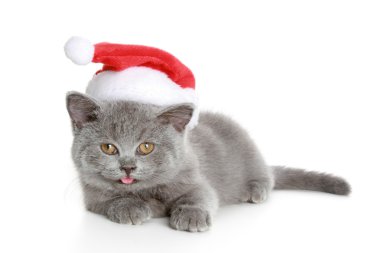 Christmas kırmızı şapkalı bir İngiliz yavru kedi