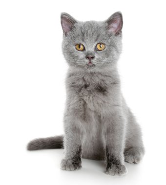 British grey kitten (3 months) clipart