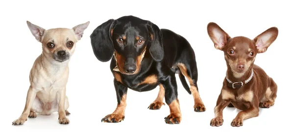 Dachshund, chihuahua, terrier brinquedo — Fotografia de Stock