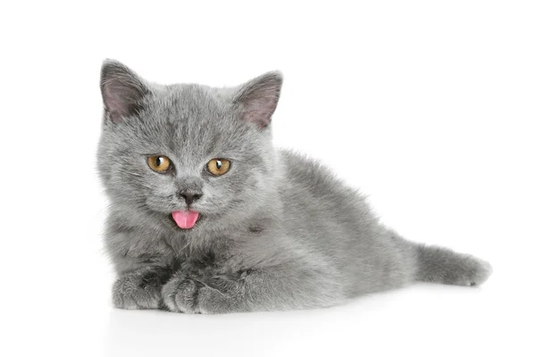 İngiliz Gri kedi yavrusu (3 ay) — Stok fotoğraf