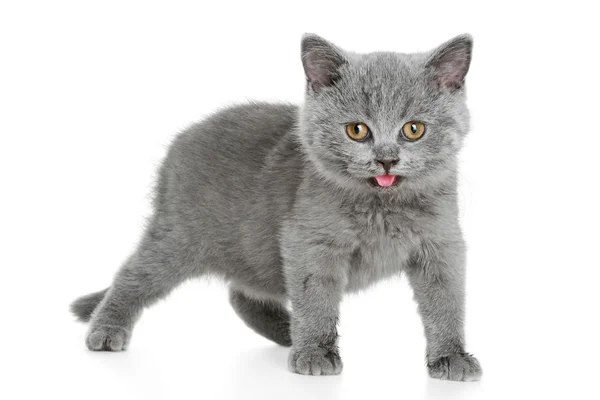 İngiliz Gri kedi yavrusu (3 ay) — Stok fotoğraf