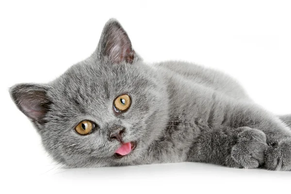 Gatito gris británico (3 meses ) —  Fotos de Stock