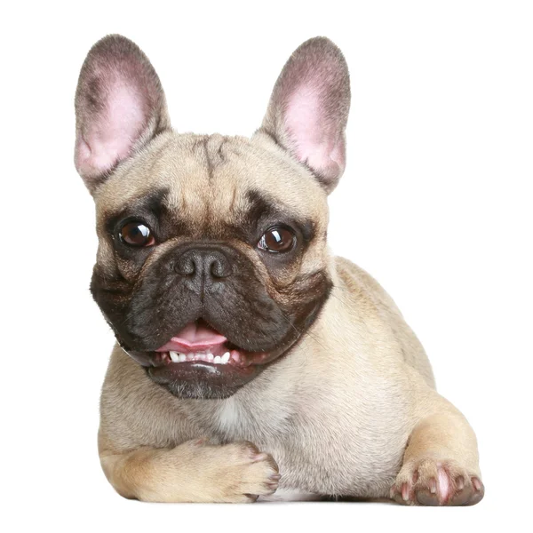 Boldog francia bulldog — Stock Fotó