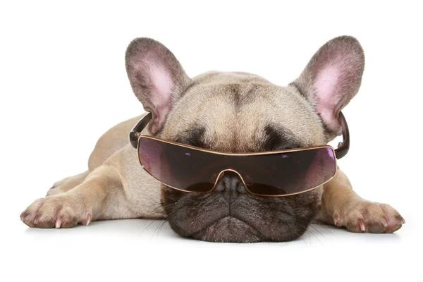 Französische Bulldogge mit Sonnenbrille — Stockfoto