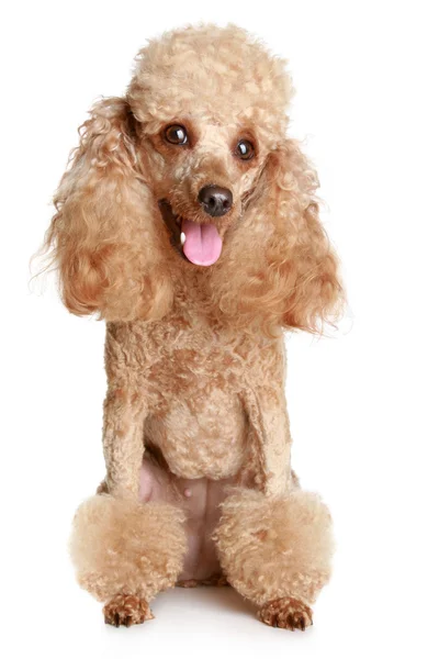 Βερίκοκο poodle — Φωτογραφία Αρχείου