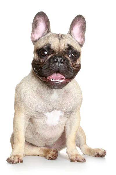 Happy French bulldog — Stock Photo, Image