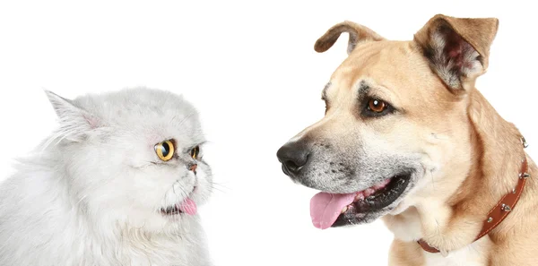Retrato de un gato y un perro — Foto de Stock