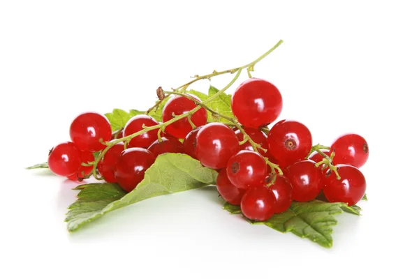 Red currant with green sheet — Stock Photo, Image