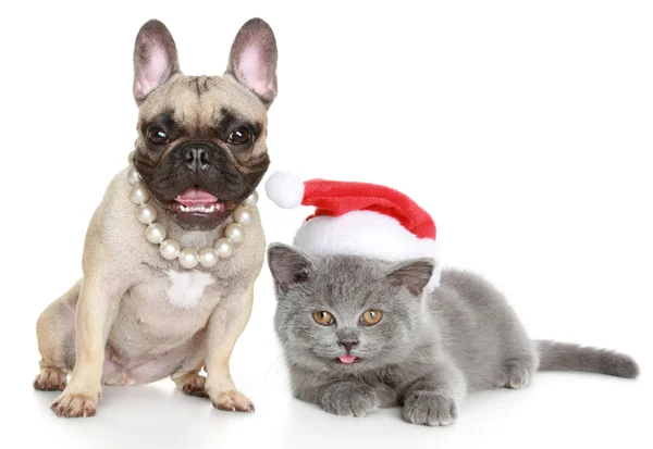 Fransk bulldog och grå kattunge lögner — Stockfoto