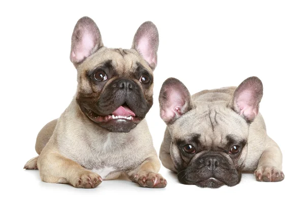 Twee Franse bulldog pup — Stockfoto