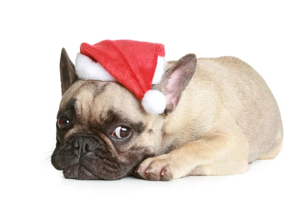 French bulldog in christmas hat lies — Stock Photo, Image