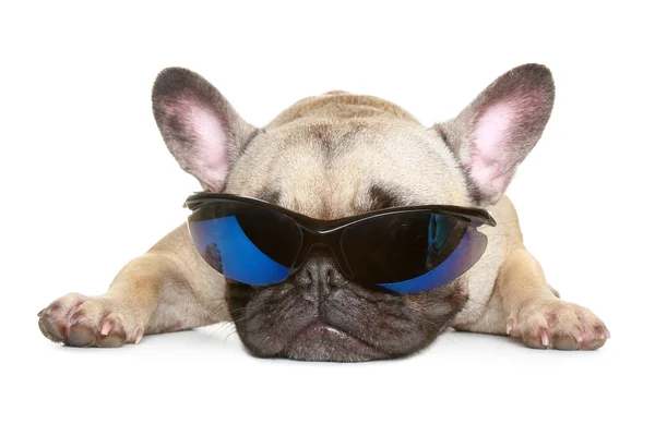 法国斗牛犬戴太阳眼镜 — 图库照片