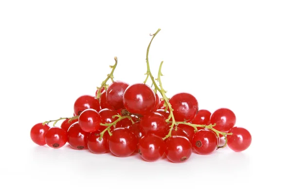 stock image Red currant