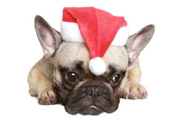 フレンチ ブルドッグ子犬のクリスマス帽子 — ストック写真