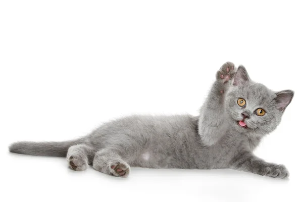 Juguetón británico gatito — Foto de Stock
