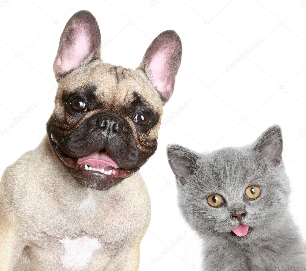 French bulldog and grey kitten