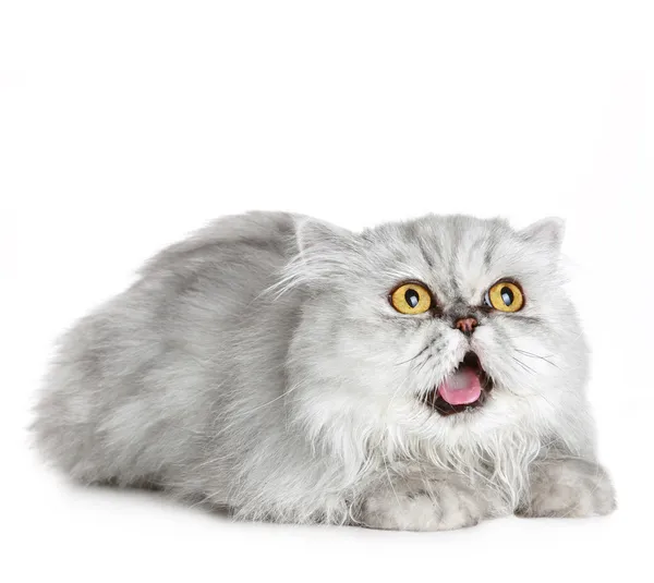 Surprised Siberian cat — Stock Photo, Image