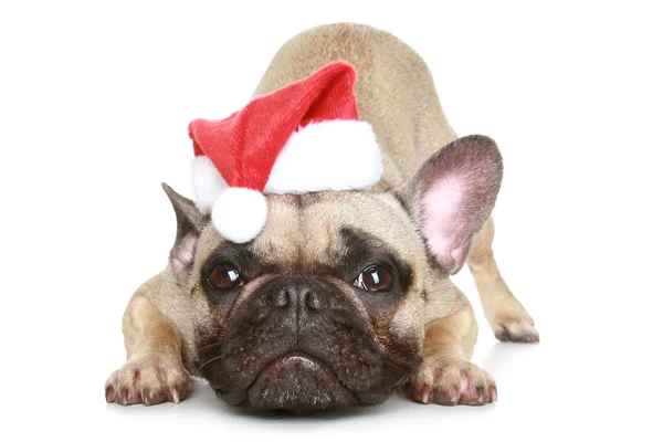 Fransk bulldog i en jul hatt — Stockfoto