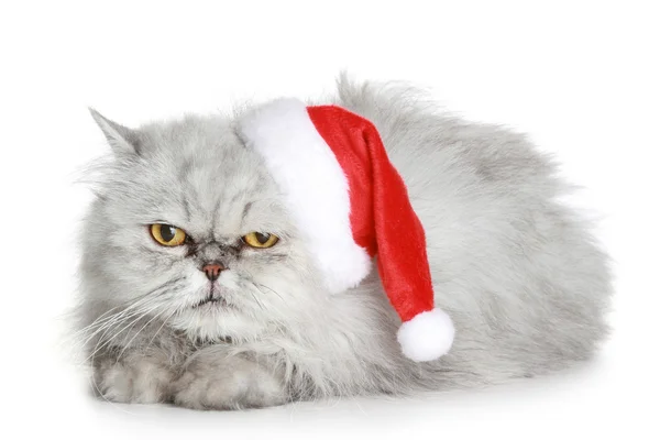 Ο δυσαρεστημένος γκρίζα γάτα σε ένα καπέλο Χριστούγεννα — Φωτογραφία Αρχείου