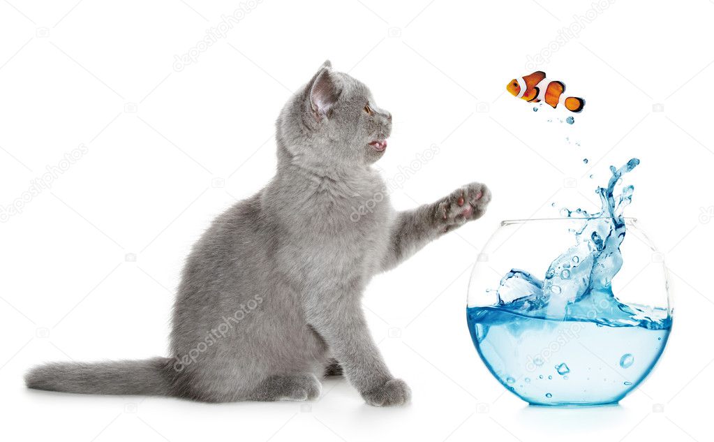 British kitten plays with a small fish