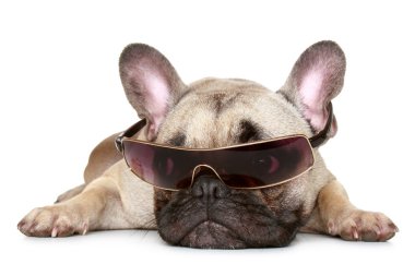 French bulldog in sunglasses clipart