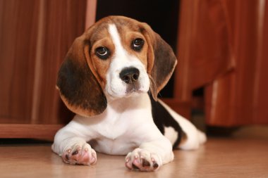 Beagle puppy clipart