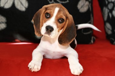 mutlu beagle köpek yavrusu