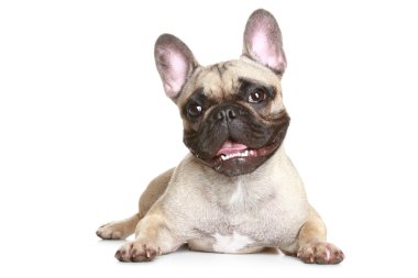 French bulldog clipart