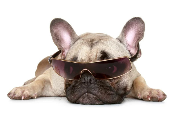 法国斗牛犬戴太阳眼镜 — 图库照片