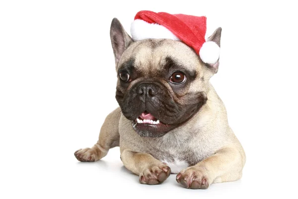 Bulldog francese in un cappello di Natale — Foto Stock