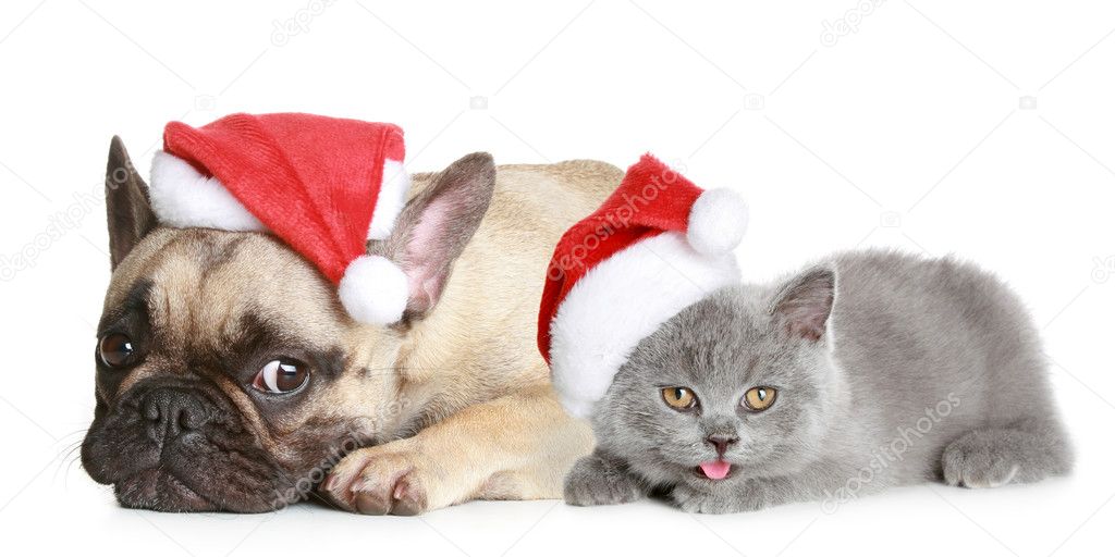 French bulldog and grey kitten lies on a white background
