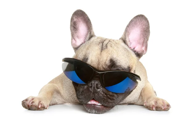 Fransk bulldog solglasögon — Stockfoto