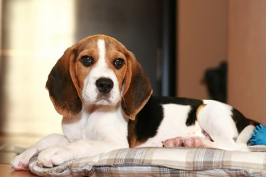 Beagle puppy clipart