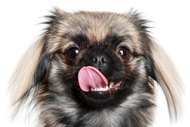 Portrait of a Pekinese clipart