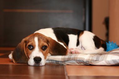 Beagle puppy clipart