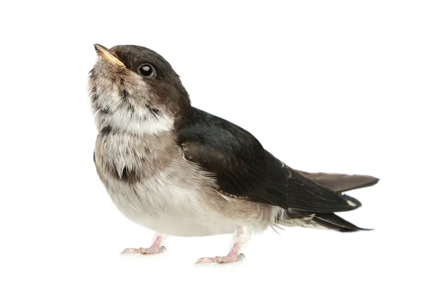 Bebé pájaro de una golondrina — Foto de Stock