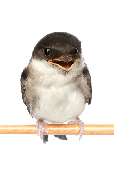 Baby Vogel einer Schwalbe — Stockfoto