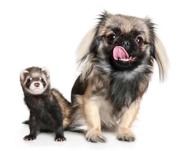 Pekinese and ferret — Stock Photo, Image