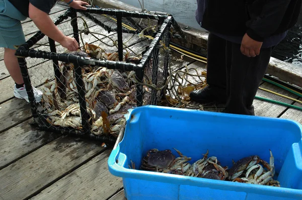 Crabbing Ліцензійні Стокові Зображення