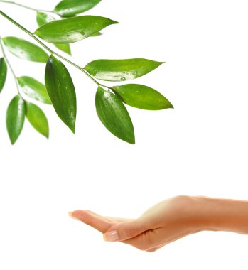 Hands with leaf 4 clipart