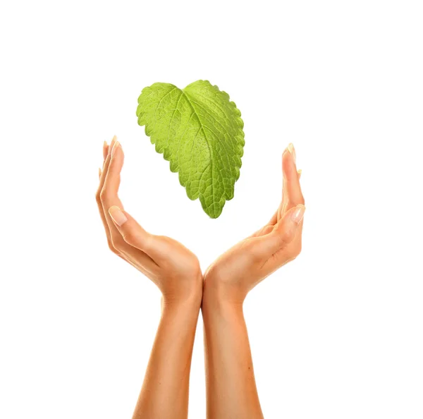 Hands with leaf — Stock Photo, Image