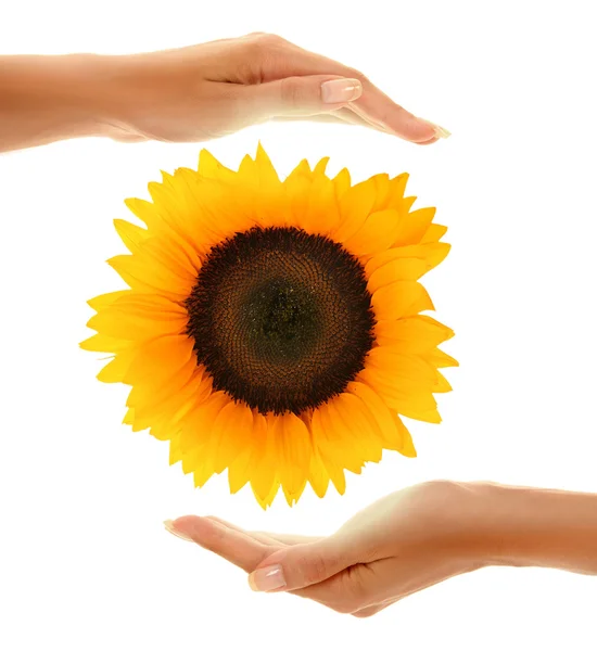 Ruce s slunečnice — Stock fotografie