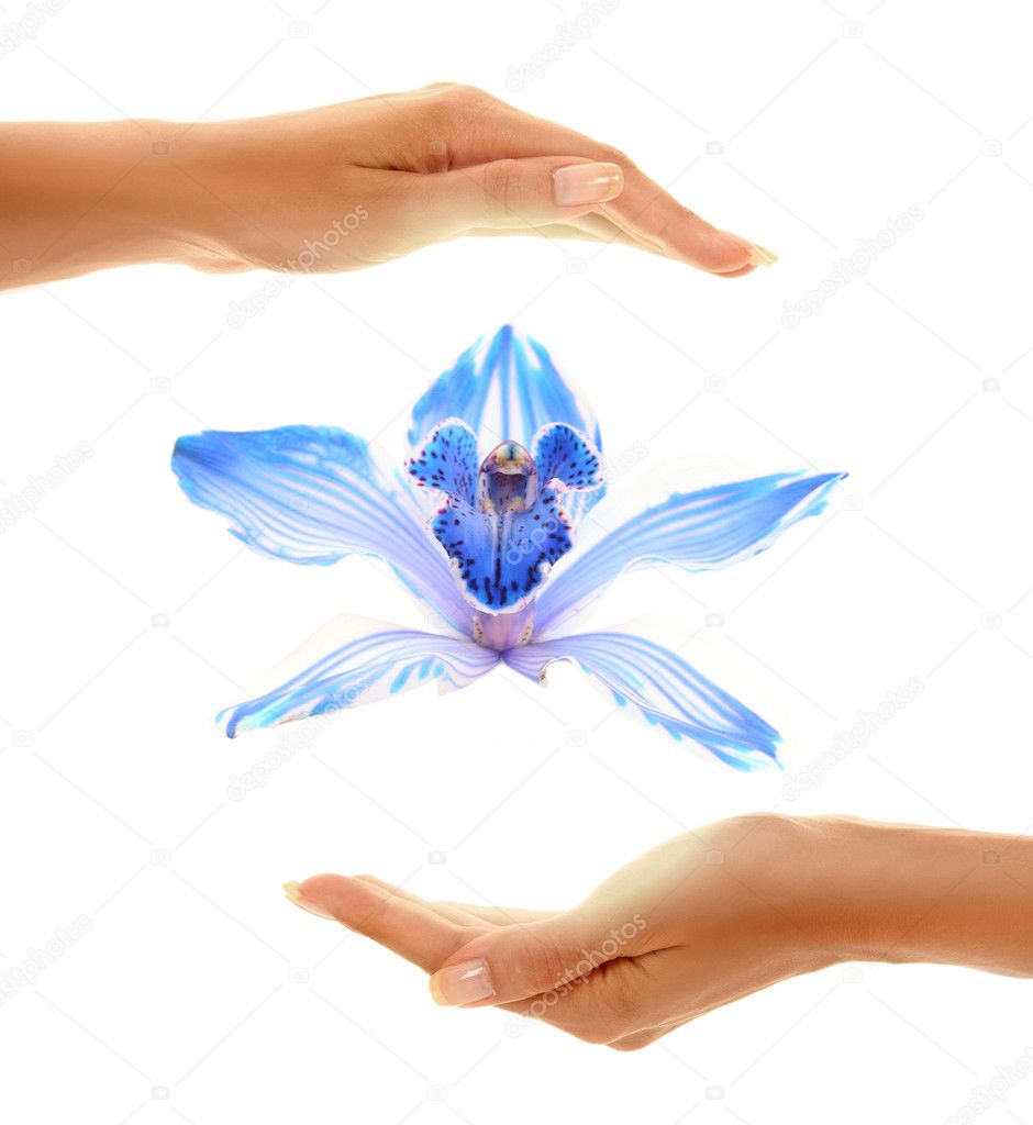 Hands with orchid
