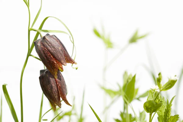 stock image Wild grass