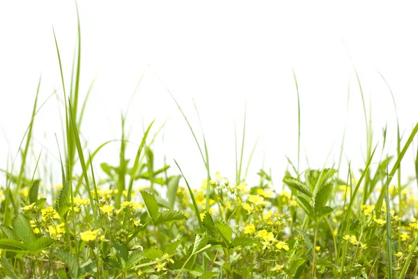 Flores del prado silvestre y hierba —  Fotos de Stock