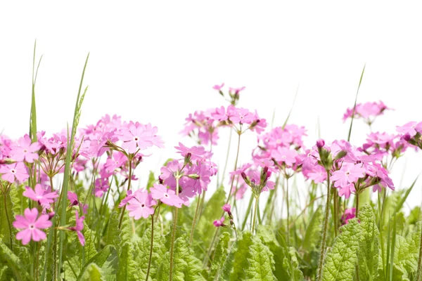 Stock image Wild forest flowers primula