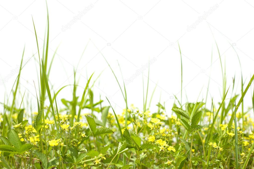 Wild meadow flowers and grass