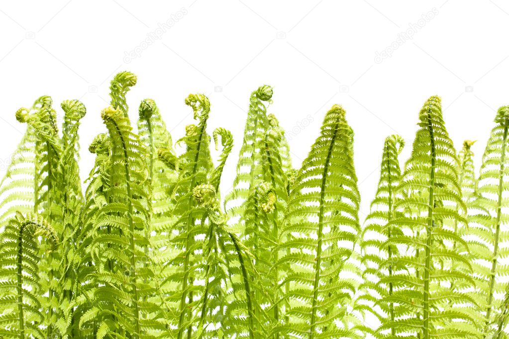Wild young fern