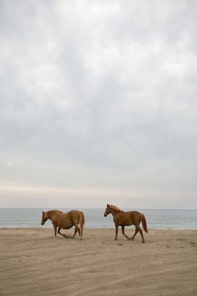 Chevaux sur la plage — Photo